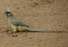 Colius striatus minor