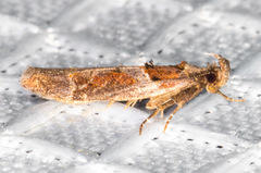 Pseudochelaria scabrella