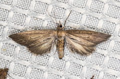 Glaucina macdunnoughi