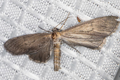 Glaucina macdunnoughi