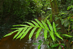 Microsorum membranifolium