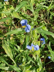 Commelina