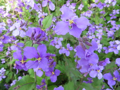 Orychophragmus violaceus