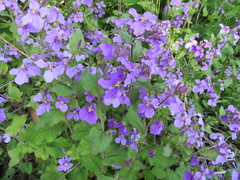 Orychophragmus violaceus