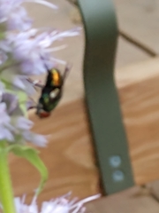 Cochliomyia macellaria