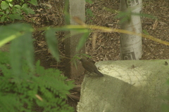 Turdus assimilis