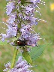 Cochliomyia macellaria