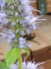 Cochliomyia macellaria