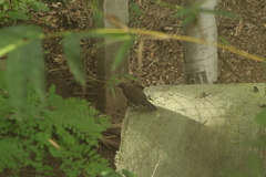 Turdus assimilis