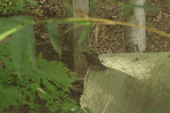 Turdus assimilis