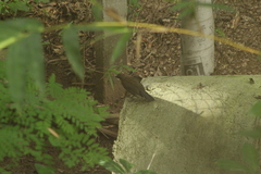 Turdus assimilis