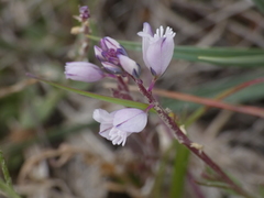 Polygala calcarea