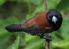 Spermestes bicolor nigriceps