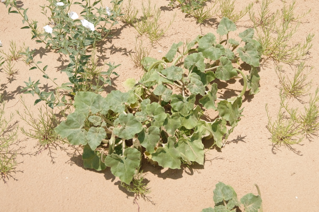 Sanddune unicorn-plant (Proboscidea sabulosa)