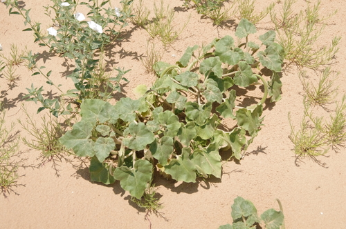 Image of Sanddune Unicorn Plant (Proboscidea sabulosa) by (c) Eric Knight, some rights reserved (CC BY)