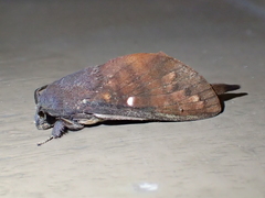 Suana concolor