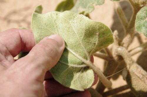 Image of Sanddune Unicorn Plant (Proboscidea sabulosa) by (c) Eric Knight, some rights reserved (CC BY)