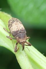 Mechistocerus