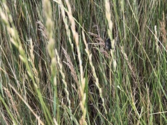 Elymus smithii