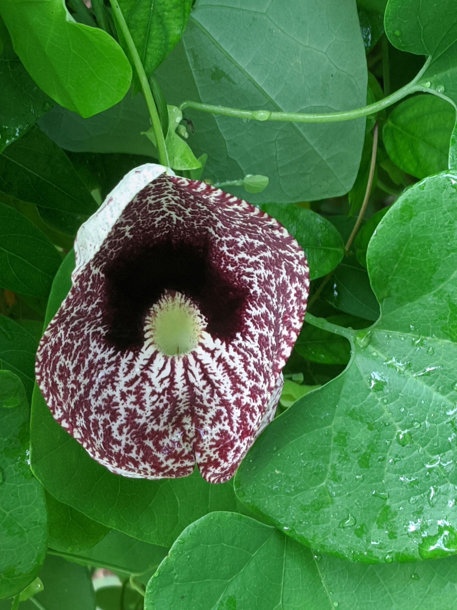 Aristolochia littoralis
