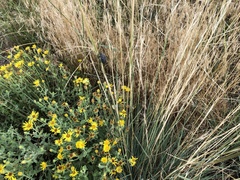 Elymus smithii