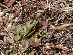 Kosciuscola usitatus