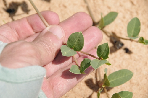 Image of Euphorbia carunculata by (c) Eric Knight, some rights reserved (CC BY)