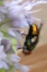 Cochliomyia macellaria