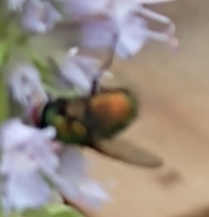 Cochliomyia macellaria