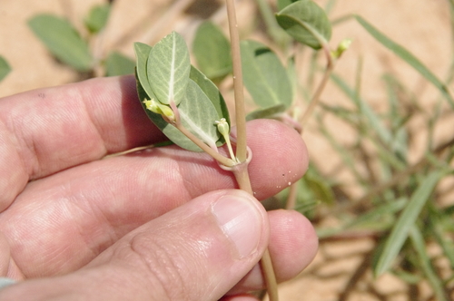 Image of Euphorbia carunculata by (c) Eric Knight, some rights reserved (CC BY)