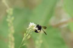 Andrena pilipes