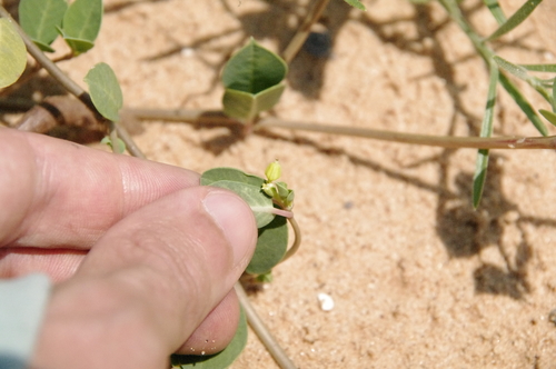 Image of Euphorbia carunculata by (c) Eric Knight, some rights reserved (CC BY)