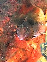 Parablennius postoculomaculatus