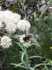 Sericomyia