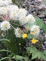 Sericomyia