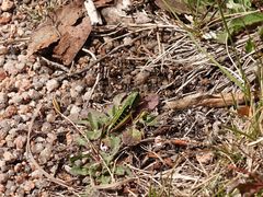 Kosciuscola usitatus