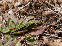 Kosciuscola usitatus