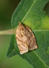 Adoxophyes privatana