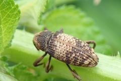Mechistocerus