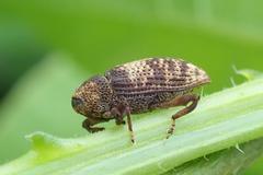 Mechistocerus
