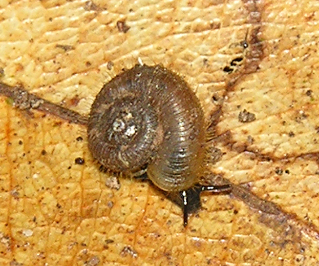 Chondrocyclus