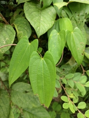 Dioscorea japonica