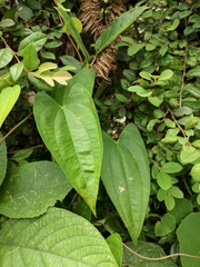 Dioscorea japonica