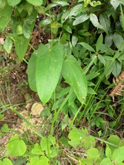 Dioscorea japonica