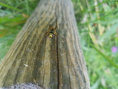 Vespula germanica