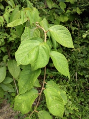 Actinidia eriantha
