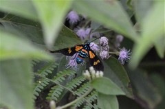 Euchromia guineensis