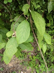 Actinidia eriantha