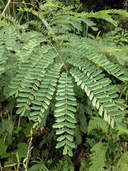 Albizia kalkora