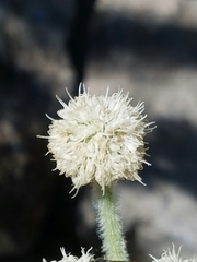 Angelica capitellata